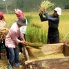 越南稻谷产量居东南亚地区首位
